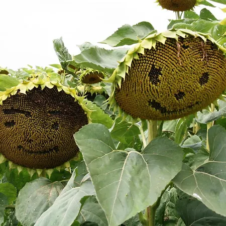 Weingut Zur Schlafmuetze