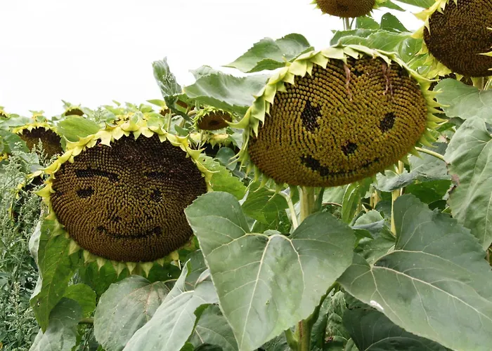 Weingut Zur Schlafmuetze