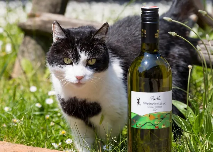 ゲストハウス Weingut Zur Schlafmuetze